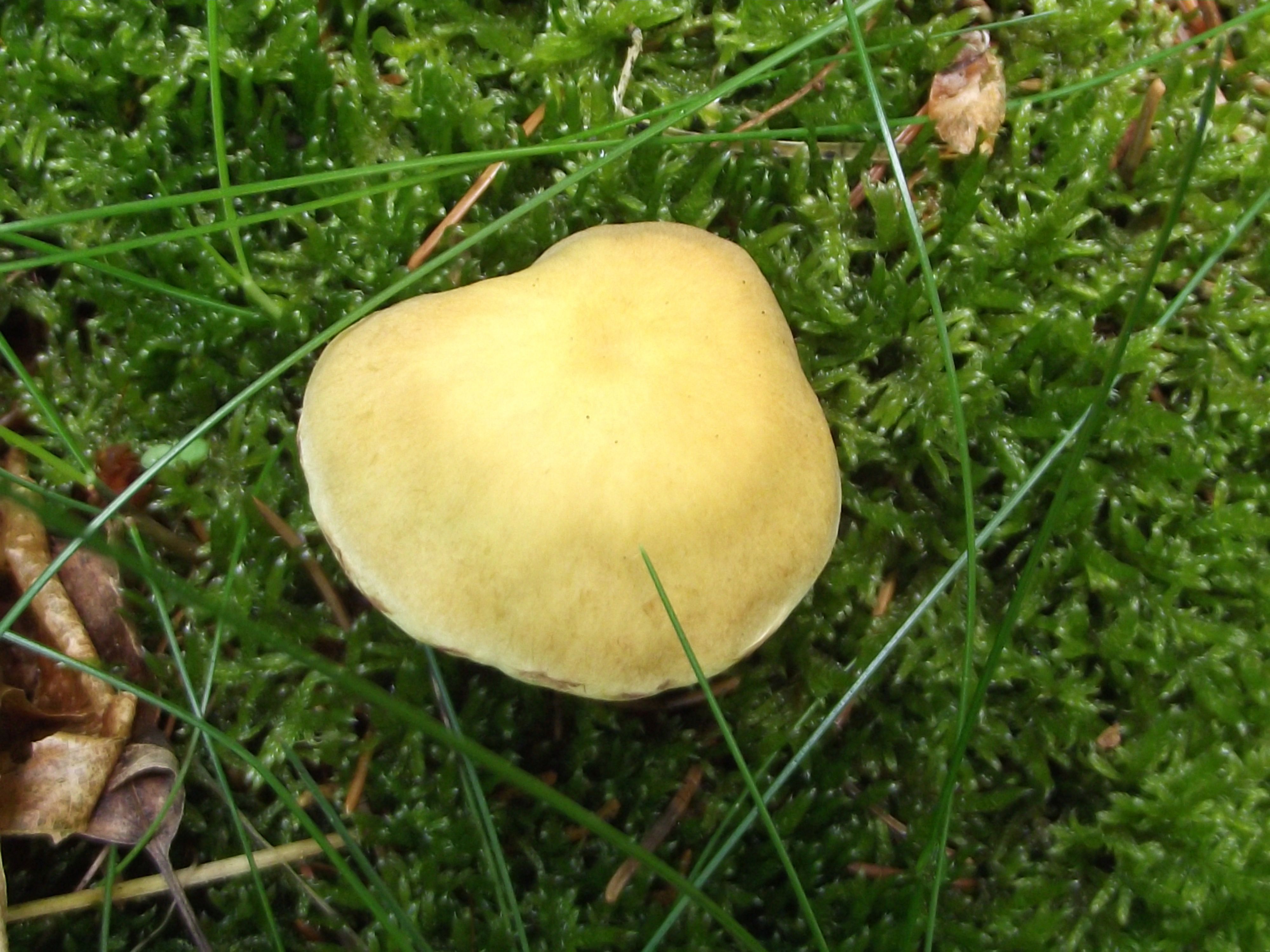 Grünblättriger Schwefelkopf